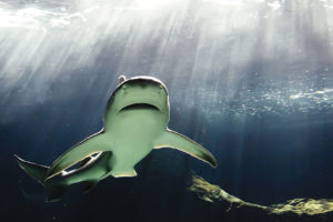 Bull Shark in Australia