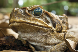 Poisonous Cane Toad in Australia