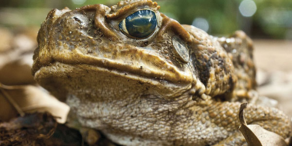 Deadliest creatures in Australia Poisonous Cane Toads