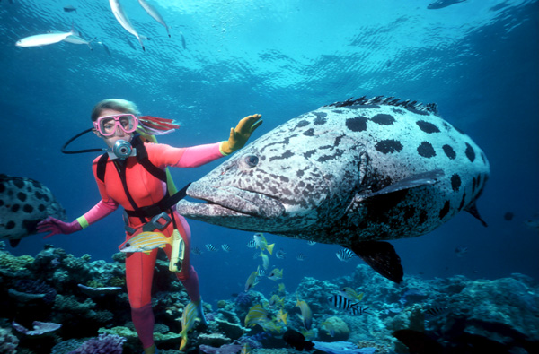 Ningaloo Reef Whale Shark Tours