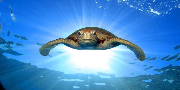 Great Barrier Reef Top Attractions In Cairns