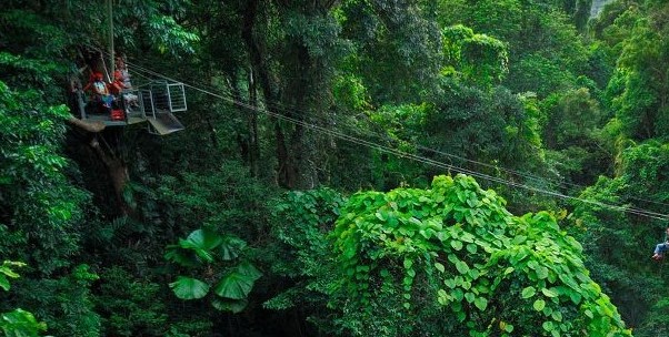 Jungle Surfing jungle surfing