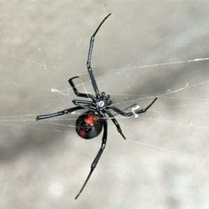 Redback Spider Australia