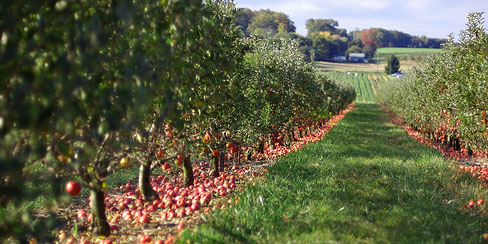 Apple orchard cider bars in Melbourne
