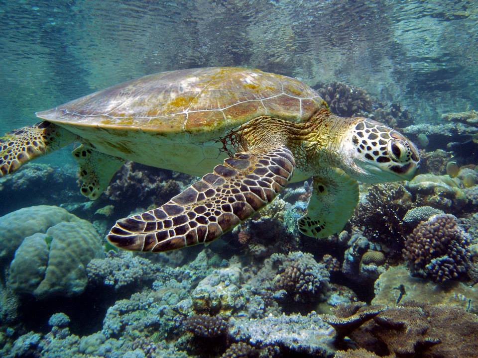 Great Barrier Reef
