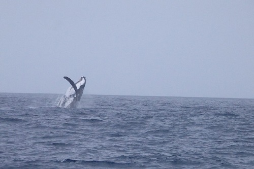 Humpback whale cairns