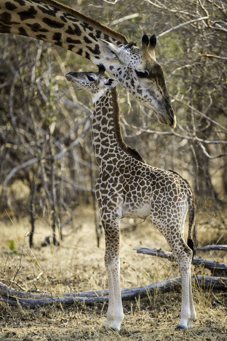 safari in zambia