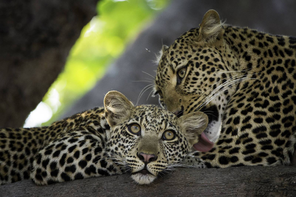 safari in zambia