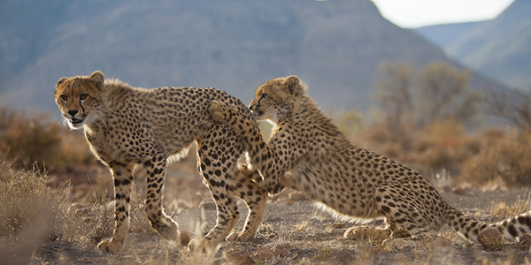 Cheetahs in South Africa