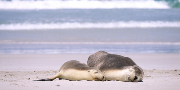 seals on kangaroo island tours on kangaroo island