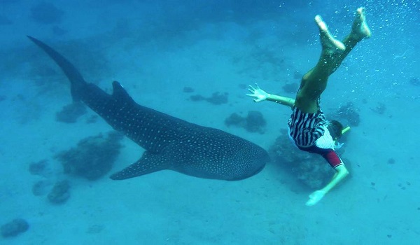 Whale Sharks