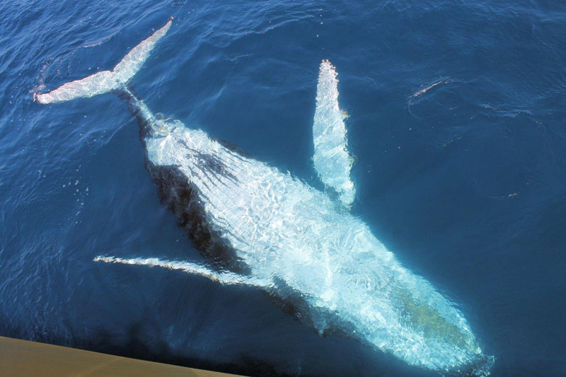 whale watching in Australia
