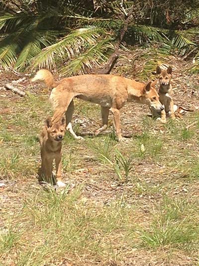 Warning backpacker and tourist on Fraser Island