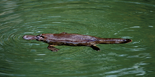 Platypus platypus swimming