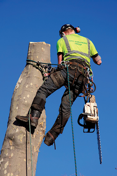 arborist jobs in brisbane