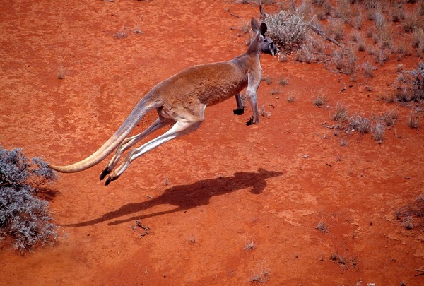Watcha Skip Five ways to cross the red centre