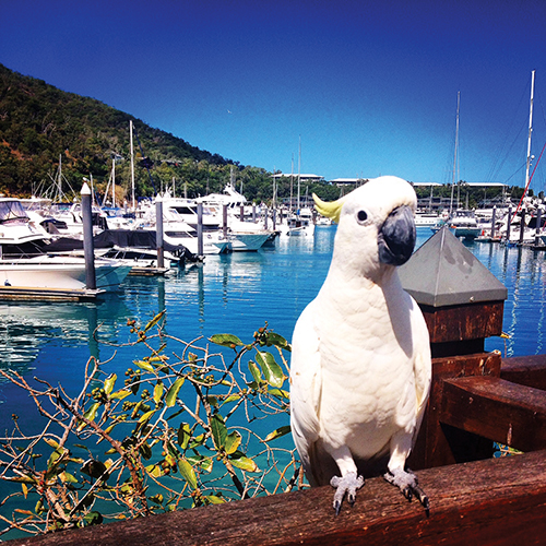 Hamilton Island