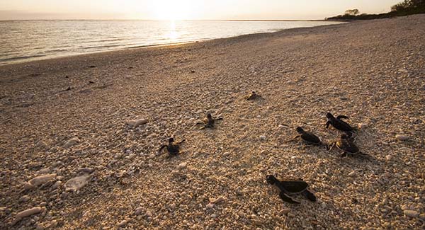 Baby turtles Turtle Nesting in Queensland