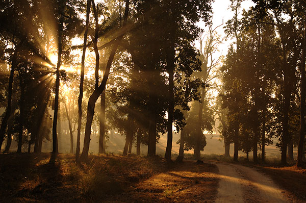tiger tours in india