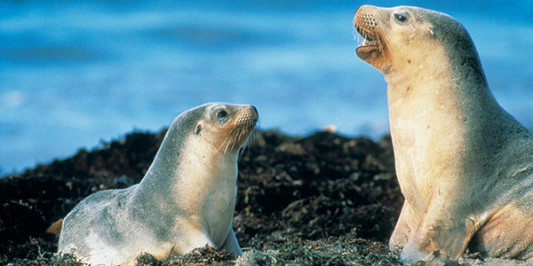 Seals on Kangaroo Island Day Tour Seals on Kangaroo Island Day Tour with SeaLink