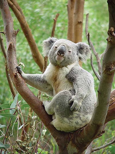 koala in south perth zoo