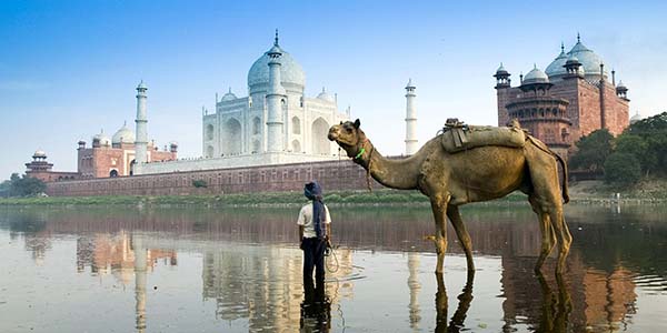 Taj Mahal Camel rajkumar1220 India's Golden Triangle