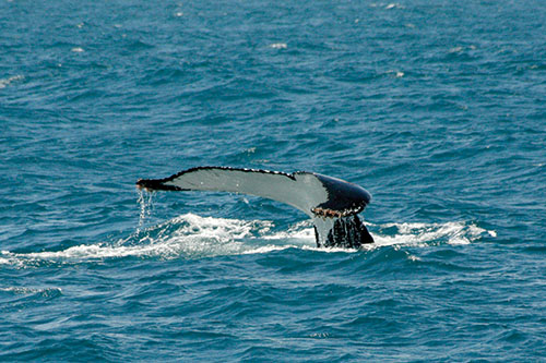 whale fin ocean hervey bay