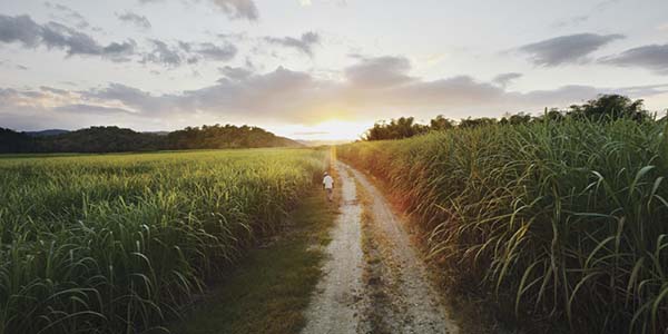 appleton distillery rum tour of jamaica