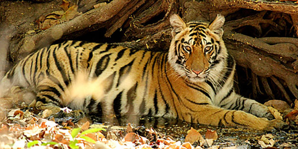 tiger tours in India