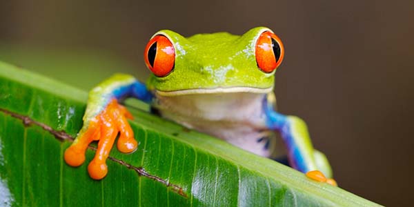 costa rica wildlife