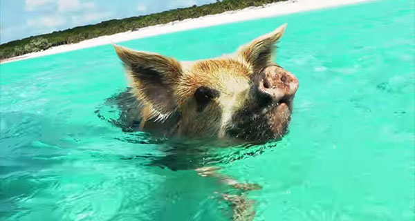 Animals Rule