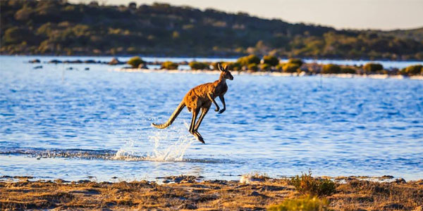 Jobs In Demand in Australia