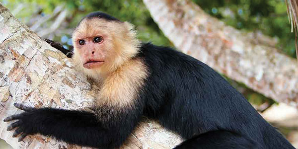 Overground-Adventure-Trek-America-Costa-Rica-Monkey-(1) Costa Rica Monkey