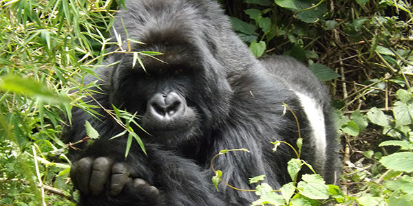 Silverback-2-in-Rwanda-(1) silverback gorilla Rwanda