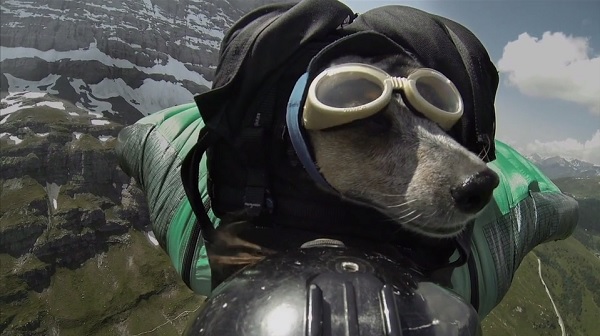 When Dogs Fly Amazing Skydiving Videos