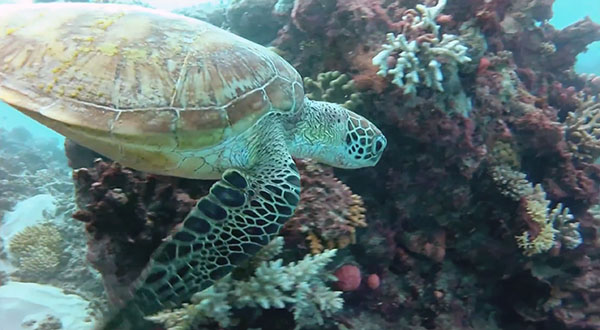 scuba diving in the great barrier reef