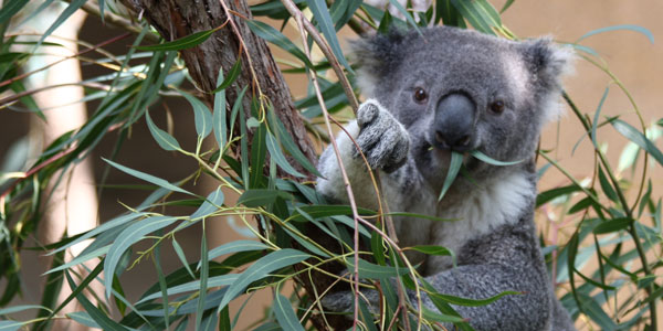 Australian_Koala_(3337138168)