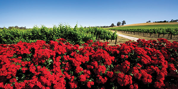 travel south Australia