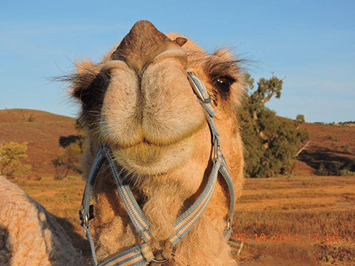 camel treks south Australia