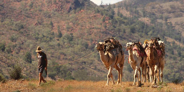 camel treks south australia