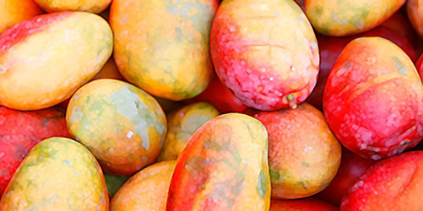 mangoes food and drink western australia