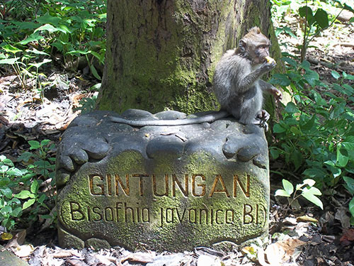 travel to ubud