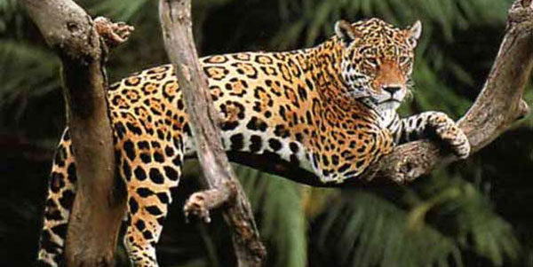 Jaguar jaguar spotting in belize
