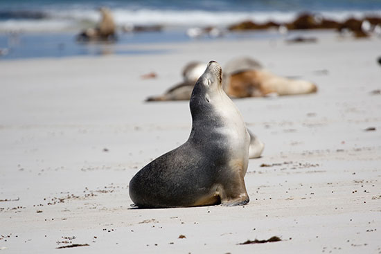 seal on kangaroo island