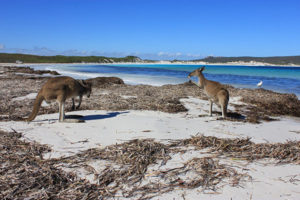 Kangaroos On Beach