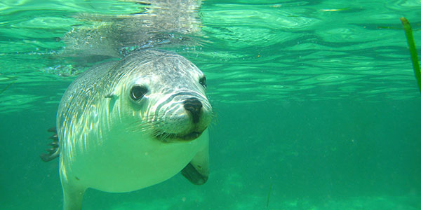 Nullarbor-Explorer-australian-sealion Australian seal