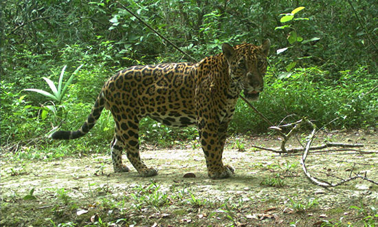 jaguar spotting