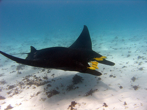 Manta Ray Ningaloo Reef