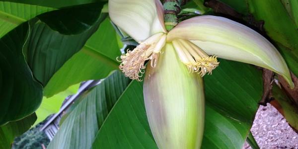 Bananas banana farm job