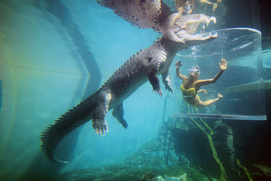 crocosaurus cove